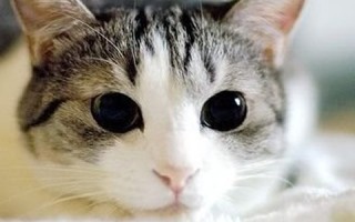 薄荷猫美瞳价格多少钱，薄荷猫美瞳价格多少钱一支